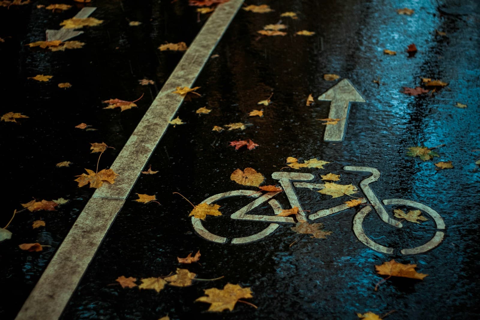 Fallen yellow maple leaves scattered across a rain-slicked bike lane, its painted bicycle symbol and arrow shining in the wet